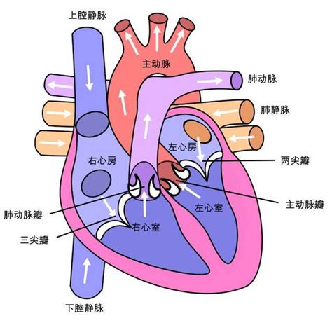 心臟旁邊是什麼